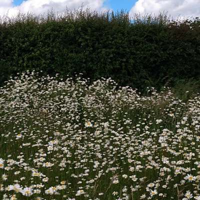 IMG_20210616_140020415
