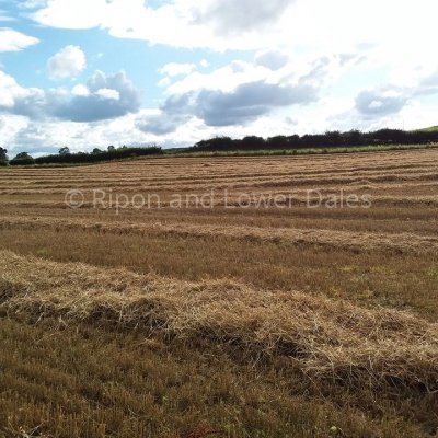 Barley field harvested