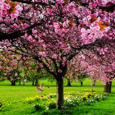 Cherry Blossom
