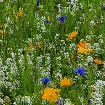 Wild Meadow